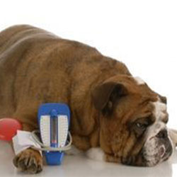 Lyme Disease In Dogs Is A Serious Matter